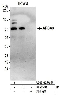 APBA3 Polyclonal Antibody, Bethyl Laboratories 20 &mu;L | Buy Online | Bethyl Laboratories, Inc | Fisher Scientific