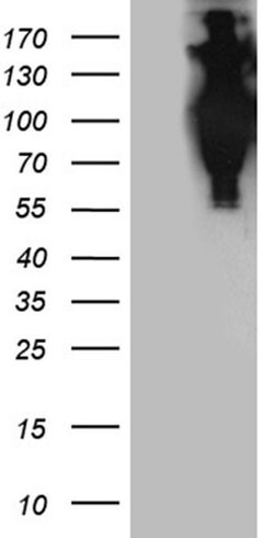 APBB1 Monoclonal Antibody (OTI7E3), TrueMAB , OriGene 30 &mu;L | Buy Online | Origene Technologies | Fisher Scientific