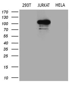 APBB1IP Monoclonal Antibody (OTI5B3), TrueMAB , OriGene:Antibodies:Primary