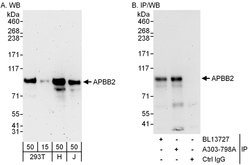 APBB2 Rabbit anti-Human, Polyclonal, Bethyl Laboratories 100 &mu;L; Unconjugated:Antibodies,