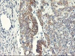APBB3 Mouse anti-Human, Clone: OTI5G3, lyophilized, TrueMAB 100 &mu;g;