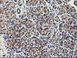 APBB3 Mouse anti-Human, Clone: OTI5G3, lyophilized, TrueMAB 100 &mu;g;