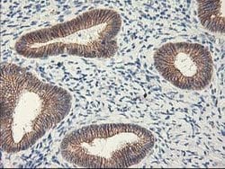 APBB3 Mouse anti-Human, Clone: OTI5G3, lyophilized, TrueMAB 100 &mu;g;