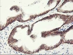 APBB3 Mouse anti-Human, Clone: OTI5G3, lyophilized, TrueMAB 100 &mu;g;