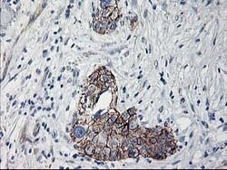 APBB3 Mouse anti-Human, Clone: OTI5G3, lyophilized, TrueMAB 100 &mu;g;