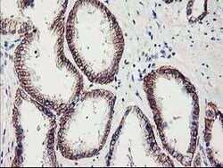 APBB3 Mouse anti-Human, Clone: OTI5G3, lyophilized, TrueMAB 100 &mu;g;