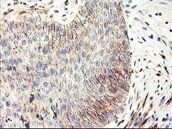 APBB3 Mouse anti-Human, Clone: OTI5G3, lyophilized, TrueMAB 100 &mu;g;