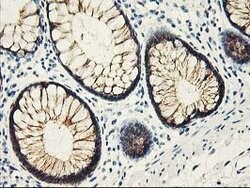 APBB3 Mouse anti-Human, Clone: OTI5G3, lyophilized, TrueMAB 100 &mu;g;
