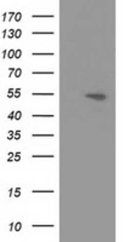 APBB3 Mouse anti-Human, Clone: OTI1G5, lyophilized, TrueMAB 100 &mu;g;
