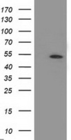 APBB3 Mouse anti-Human, Clone: OTI5G3, lyophilized, TrueMAB 100 &mu;g;