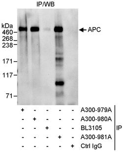 APC Rabbit anti-Human, Polyclonal, Bethyl Laboratories 100 &mu;L; Unconjugated:Antibodies,