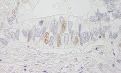 APC Polyclonal Antibody, Bethyl Laboratories:Antibodies:Primary Antibodies