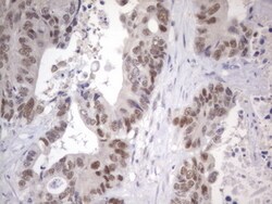 APC Monoclonal Antibody (OTI1B12), TrueMAB , OriGene 30 &mu;L; Unconjugated:Antibodies,