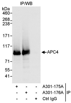 APC4 Rabbit anti-Human, Polyclonal, Bethyl Laboratories 10 &mu;L; Unconjugated:Antibodies,