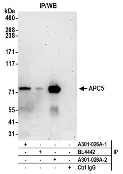 APC5 Rabbit anti-Human, Mouse, Polyclonal, Bethyl Laboratories 100 &mu;L;