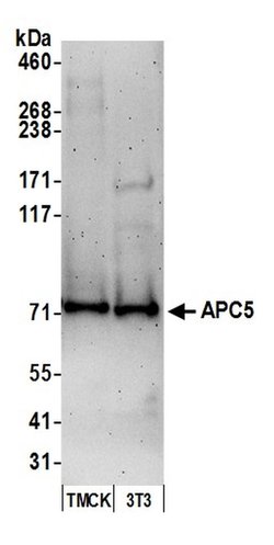 APC5 Rabbit anti-Human, Mouse, Polyclonal, Bethyl Laboratories 100 &mu;L;