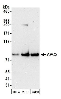 APC5 Rabbit anti-Human, Mouse, Polyclonal, Bethyl Laboratories 100 &mu;L;