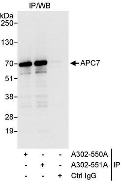 APC7 Rabbit anti-Human, Mouse, Polyclonal, Bethyl Laboratories 10 &mu;L | Buy Online | Bethyl Laboratories, Inc | Fisher Scientific