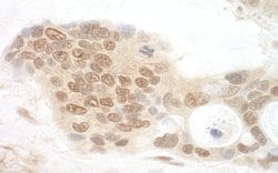 APC7 Polyclonal Antibody, Bethyl Laboratories 10 &mu;l; Unlabeled:Antibodies,