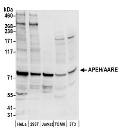 APEH/AARE Rabbit anti-Human, Mouse, Polyclonal, Bethyl Laboratories 100