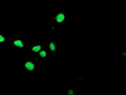 APEX1 Mouse anti-Human, Clone: OTI2A4, liquid, TrueMAB 100 &mu;L; Unconjugated:Antibodies,
