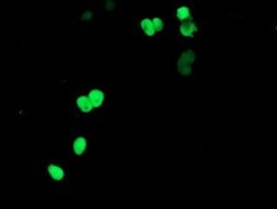 APEX1 Mouse anti-Human, Clone: OTI6E10, lyophilized, TrueMAB 100 &mu;g;