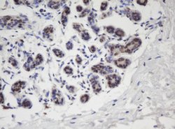 APEX1 Monoclonal Antibody (OTI1H9), TrueMAB , OriGene:Antibodies:Primary
