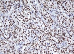 APEX1 Monoclonal Antibody (OTI1H9), TrueMAB , OriGene 100 &mu;L; Unconjugated:Antibodies,