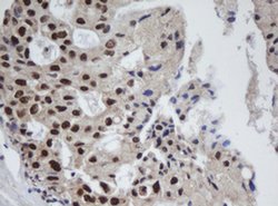 APEX1 Monoclonal Antibody (OTI1H9), TrueMAB , OriGene 100 &mu;L; Unconjugated:Antibodies,
