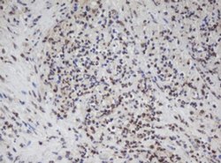 APEX1 Monoclonal Antibody (OTI1H9), TrueMAB , OriGene:Antibodies:Primary
