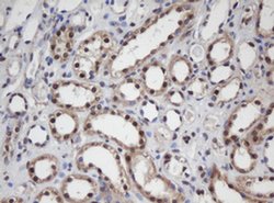 APEX1 Monoclonal Antibody (OTI1H9), TrueMAB , OriGene 100 &mu;L; Unconjugated:Antibodies,