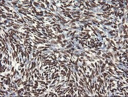 APEX1 Mouse anti-Human, Clone: OTI2A4, liquid, TrueMAB 100 &mu;L; Unconjugated:Antibodies,