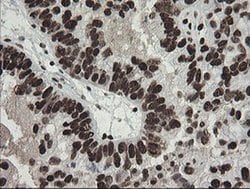 APEX1 Mouse anti-Human, Clone: OTI2A4, liquid, TrueMAB 100 &mu;L; Unconjugated:Antibodies,