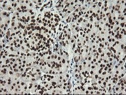 APEX1 Mouse anti-Human, Clone: OTI2A4, liquid, TrueMAB 100 &mu;L; Unconjugated:Antibodies,
