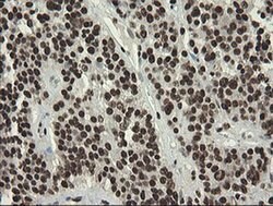 APEX1 Mouse anti-Human, Clone: OTI2A4, liquid, TrueMAB 100 &mu;L; Unconjugated:Antibodies,