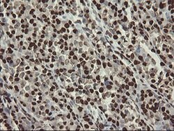APEX1 Mouse anti-Human, Clone: OTI2A4, liquid, TrueMAB 100 &mu;L; Unconjugated:Antibodies,