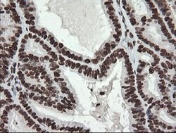 APEX1 Mouse anti-Human, Clone: OTI2A4, liquid, TrueMAB 100 &mu;L; Unconjugated:Antibodies,