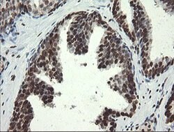 APEX1 Mouse anti-Human, Clone: OTI2A4, liquid, TrueMAB 100 &mu;L; Unconjugated:Antibodies,