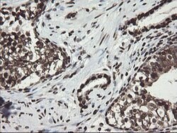 APEX1 Mouse anti-Human, Clone: OTI2A4, liquid, TrueMAB 100 &mu;L; Unconjugated:Antibodies,