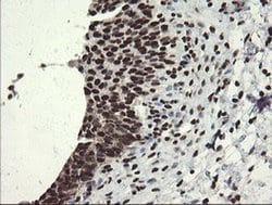 APEX1 Mouse anti-Human, Clone: OTI2A4, liquid, TrueMAB 100 &mu;L; Unconjugated:Antibodies,