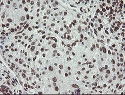 APEX1 Mouse anti-Human, Clone: OTI2A4, liquid, TrueMAB 100 &mu;L; Unconjugated:Antibodies,