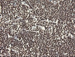 APEX1 Mouse anti-Human, Clone: OTI2A4, liquid, TrueMAB 100 &mu;L; Unconjugated:Antibodies,