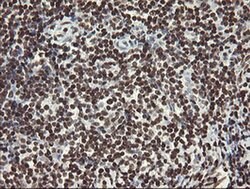 APEX1 Mouse anti-Human, Clone: OTI2A4, liquid, TrueMAB 100 &mu;L; Unconjugated:Antibodies,