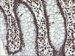APEX1 Mouse anti-Human, Clone: OTI2A4, liquid, TrueMAB 100 &mu;L; Unconjugated:Antibodies,