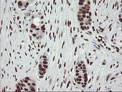 APEX1 Mouse anti-Human, Clone: OTI2A4, liquid, TrueMAB 100 &mu;L; Unconjugated:Antibodies,
