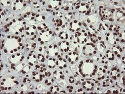 APEX1 Mouse anti-Human, Clone: OTI2A4, liquid, TrueMAB 100 &mu;L; Unconjugated:Antibodies,