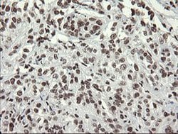APEX1 Mouse anti-Human, Clone: OTI2A4, liquid, TrueMAB 100 &mu;L; Unconjugated:Antibodies,