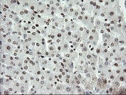 APEX1 Mouse anti-Human, Clone: OTI2A4, liquid, TrueMAB 100 &mu;L; Unconjugated:Antibodies,