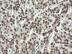 APEX1 Mouse anti-Human, Clone: OTI2A4, liquid, TrueMAB 100 &mu;L; Unconjugated:Antibodies,