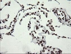 APEX1 Mouse anti-Human, Clone: OTI2A4, liquid, TrueMAB 100 &mu;L; Unconjugated:Antibodies,